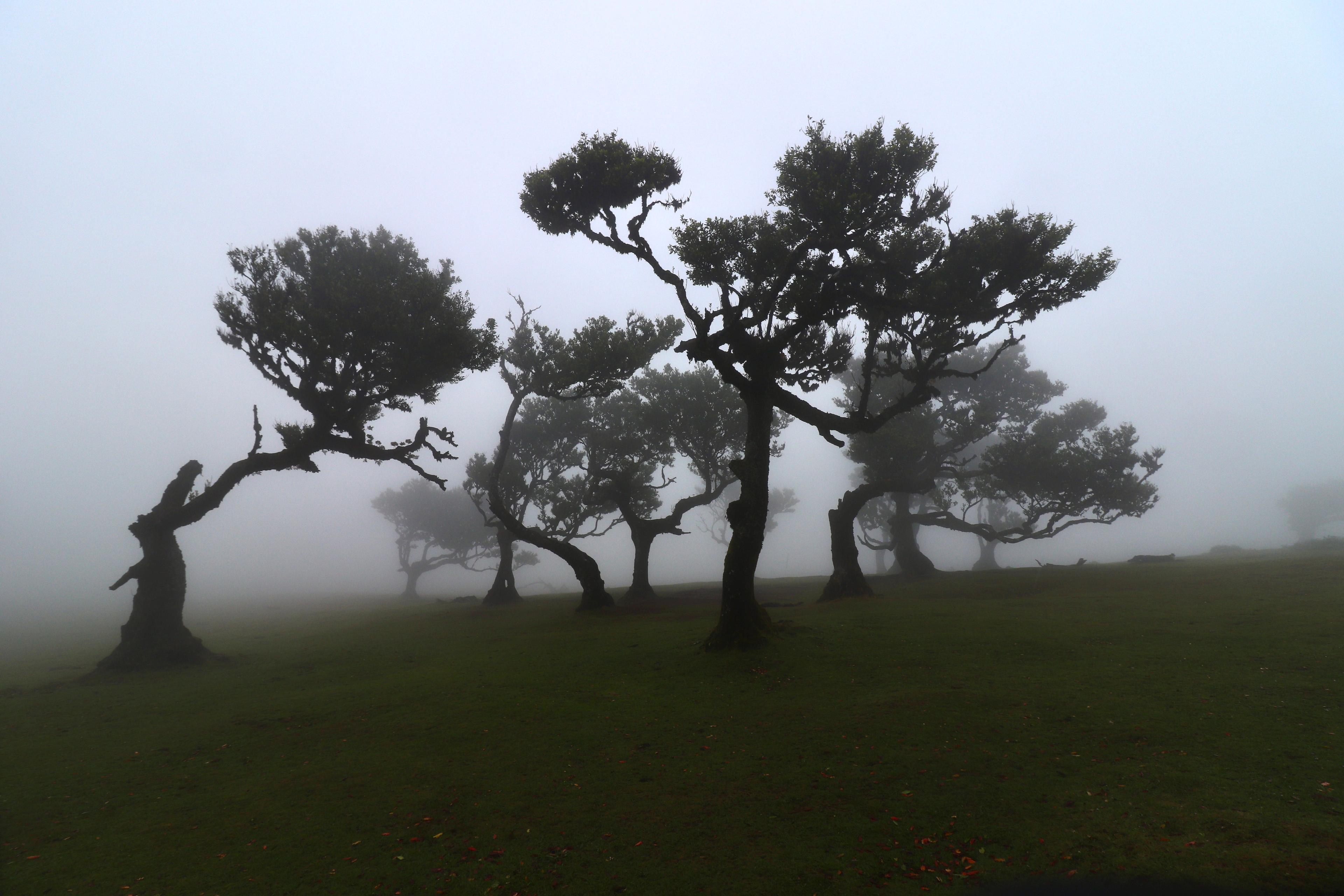 Fanal's old til trees need us to tread lighter: how to visit without harm