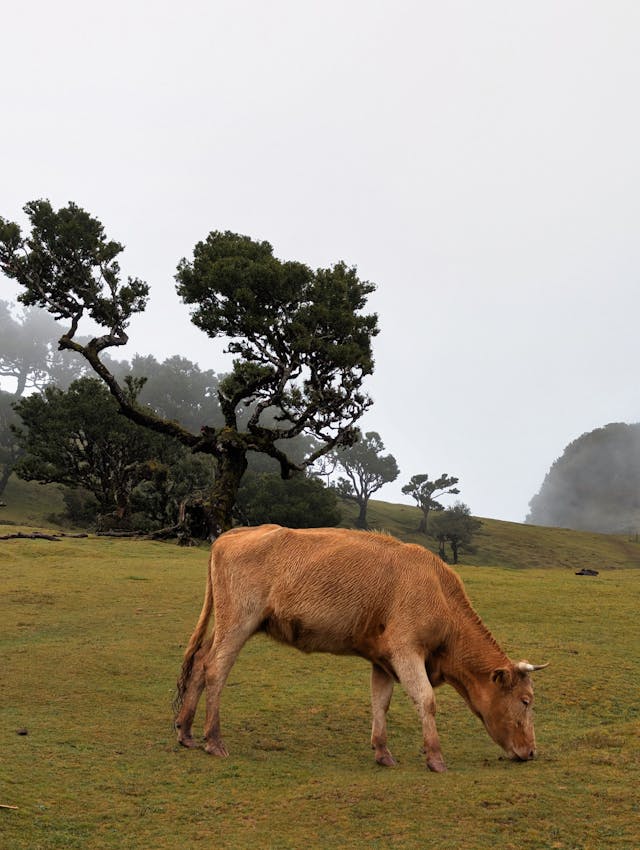 Levada do Rei trail scenery